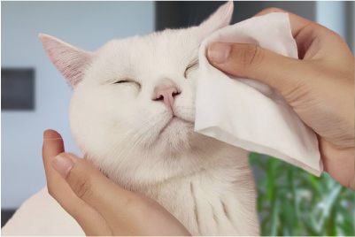 Przecieranie oczu białemu kotowi
